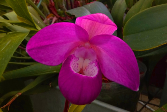 Francis Orchidées : vente orchidées à Libourne près de Saint-Émilion en Gironde (33)