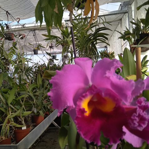 Francis Orchidées : fleurs d'orchidées hybride à Libourne près de Saint-Émilion en Gironde (33)