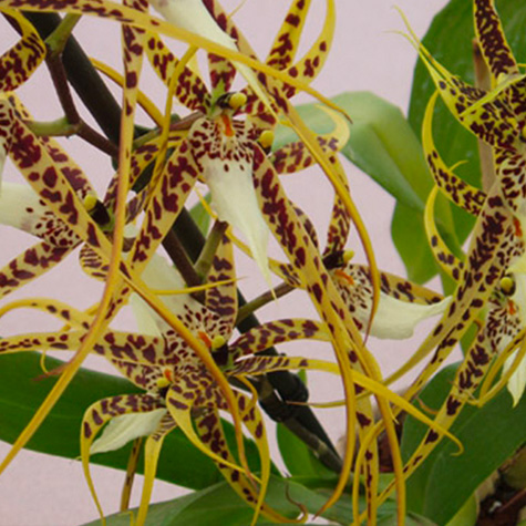 Francis Orchidées : fleurs d'orchidées botanique à Libourne près de Saint-Émilion en Gironde (33)