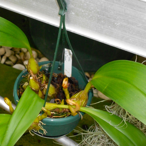 Francis Orchidées : orchidées botanique à Libourne près de Saint-Émilion en Gironde (33)