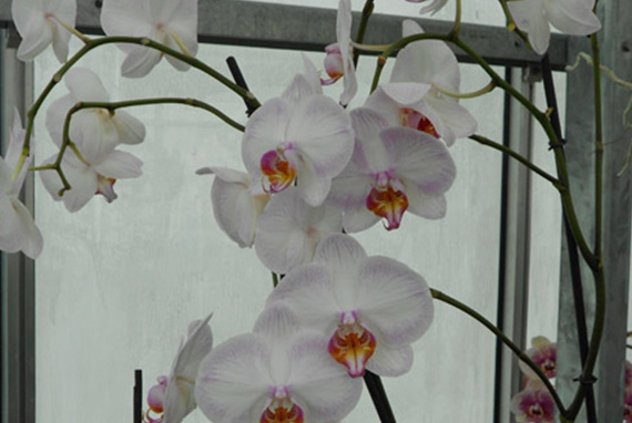 Fleurs d'orchidées bleu, noire, vanda & blanche à Libourne & Saint-Émilion  - Francis Orchidée