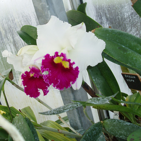 Fleurs d'orchidées bleu, noire, vanda & blanche à Libourne & Saint-Émilion  - Francis Orchidée