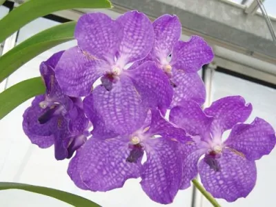 Nos orchidées